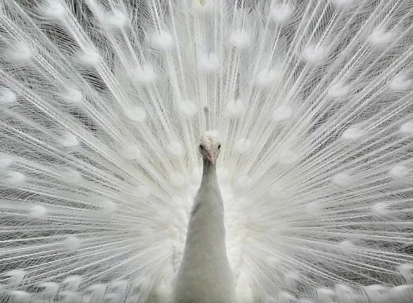 Albino Peacock