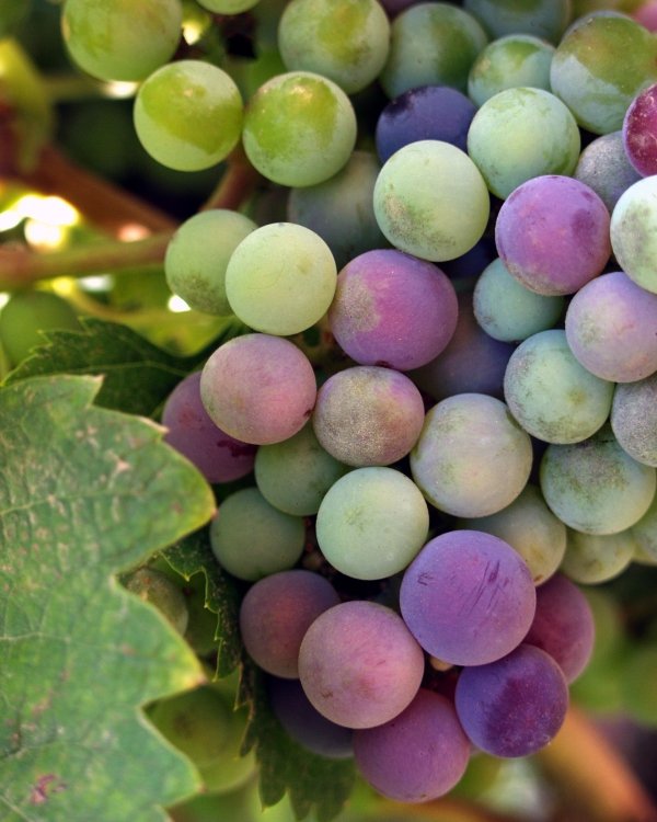 Grapes