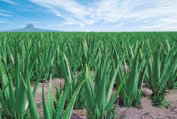 Aloe