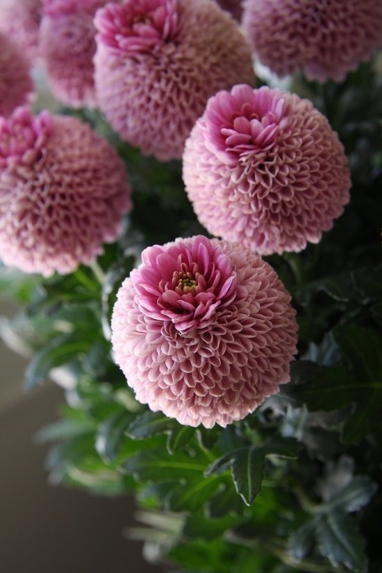 Chrysanthemum