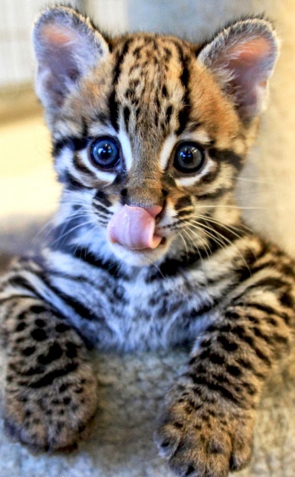 Ocelot