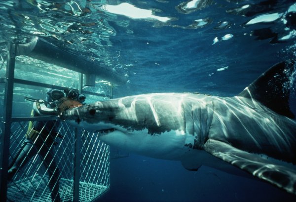 Shark Diving in Cape Town, South Africa