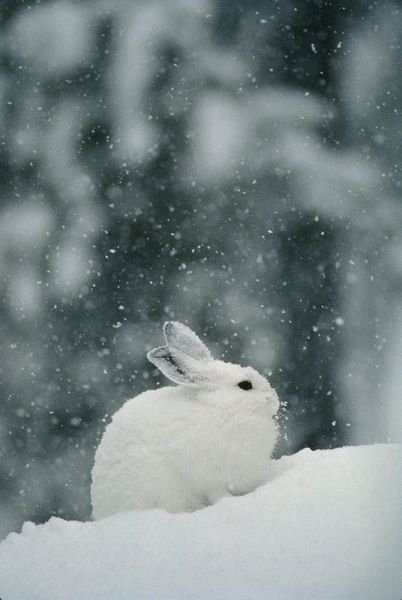 "the Snowflakes Tickle My Whiskers"