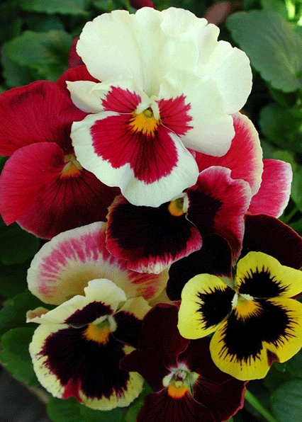 Pansy