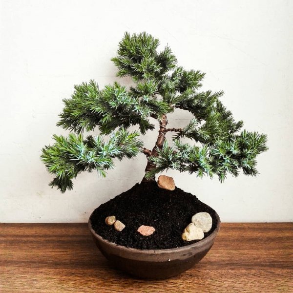 bonsai, tree, plant, houseplant, flowerpot,