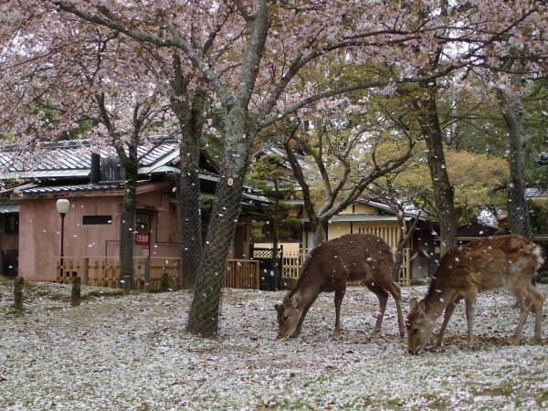 Nara, Japan