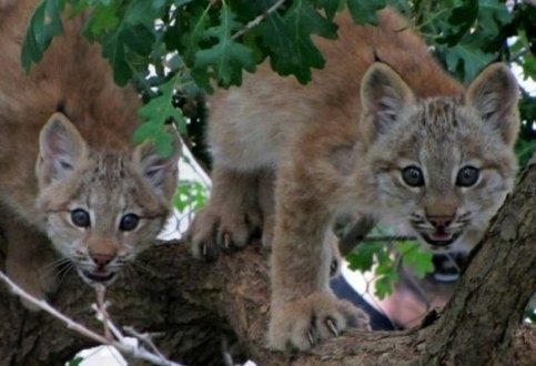 Cheyenne Mountain Zoo