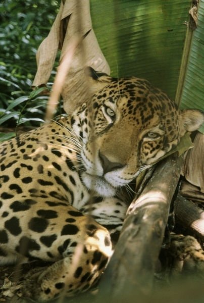 Jaguar