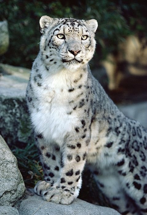 Snow Leopard