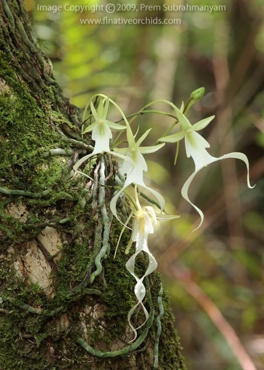 Ghost Orchid