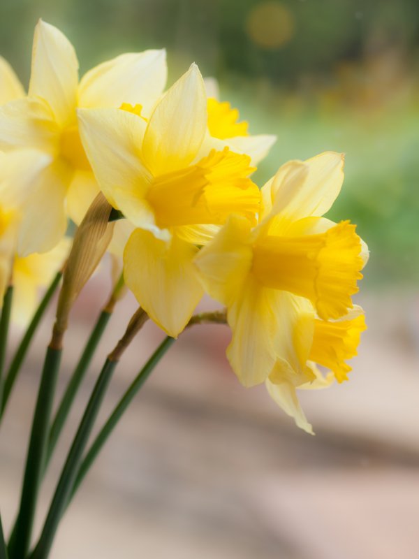 Bulbs You Can Plant Now for Blooms Next Spring Gardening