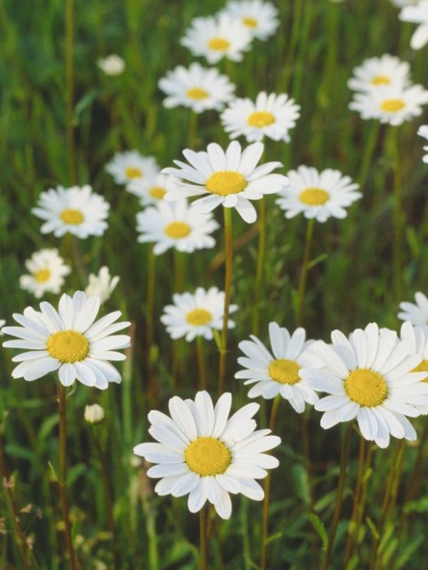 Oxeye Daisy