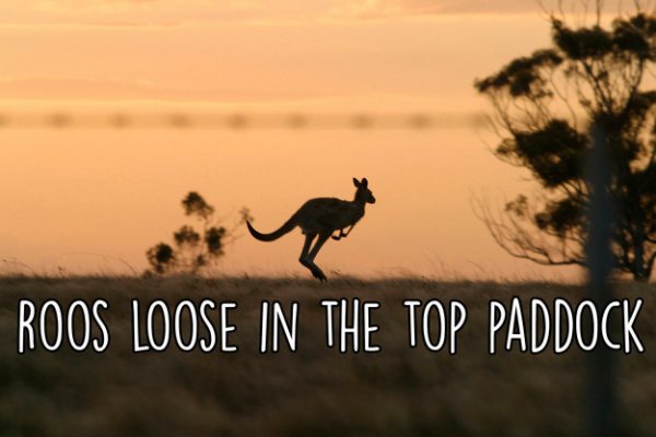 Roos Loose in the Top Paddock