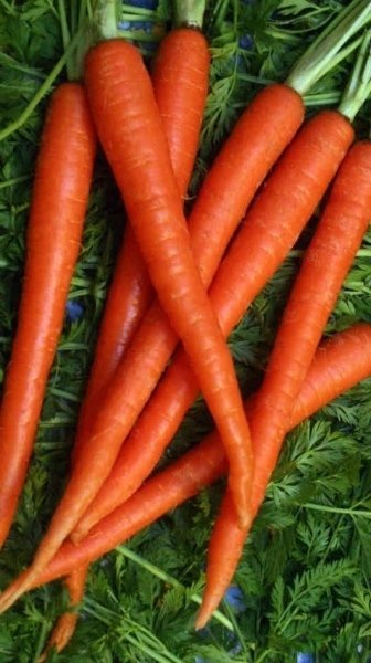 Carrots for PMS