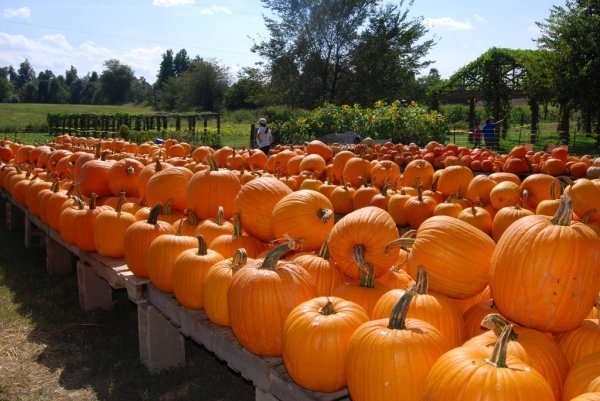 Pumpkin Hollow, Piggott, Arkansas