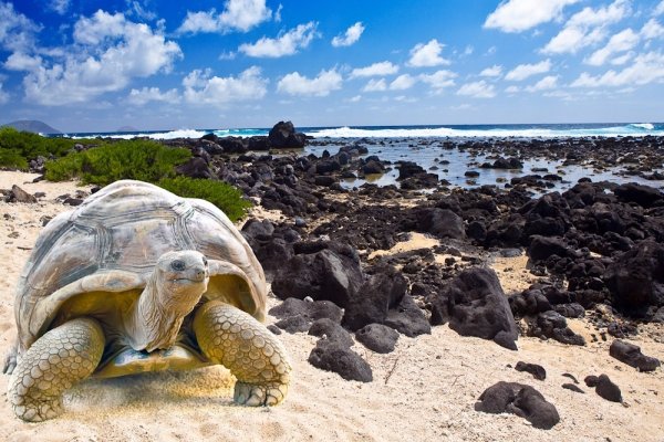 Go Wildlife Watching in the Galapagos Islands in Ecuador