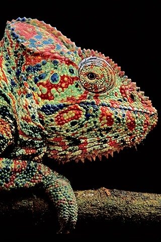 Oustalet's Chameleon