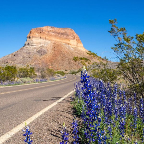 Flower, Blue, Wildflower, Plant, Wilderness,