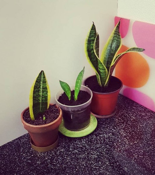 plant, flowerpot, cactus, houseplant, aloe,