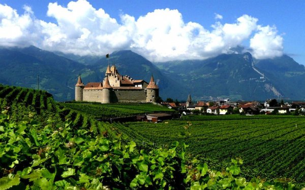 wine, mountain range, town, field, crop,