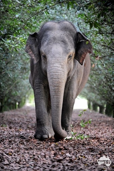 Asian Elephant