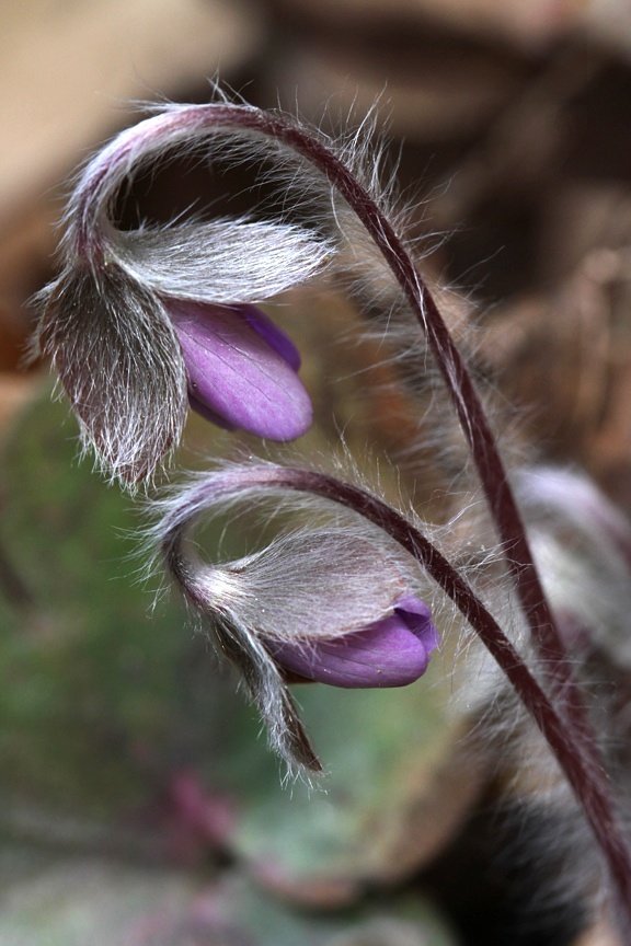 Seeing the First Buds of Spring