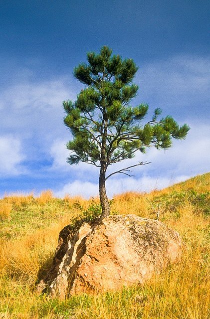 South Dakota – Wind Cave National Park