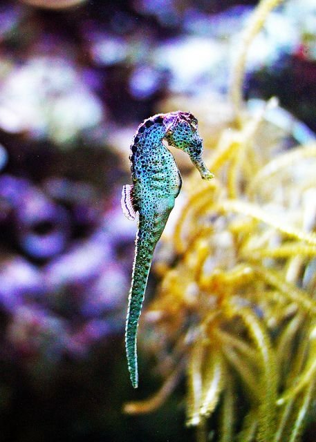 Seahorse