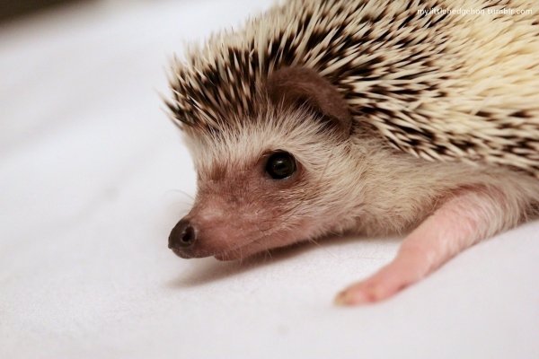 hedgehog,erinaceidae,domesticated hedgehog,mammal,vertebrate,