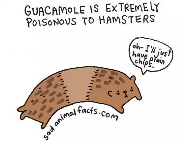 About Hamsters