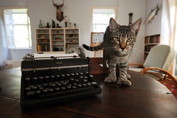 Hemingway’s Cats, Key West, USA