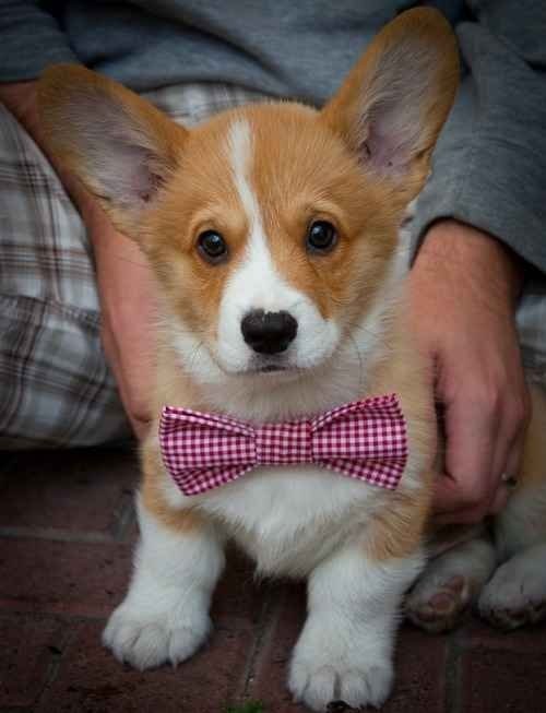 dog,mammal,vertebrate,welsh corgi,dog breed,