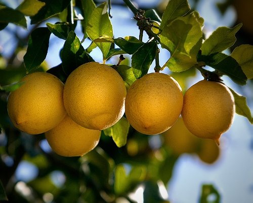 Lemons