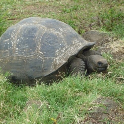 Leonardo DiCaprio - Giant Tortoise