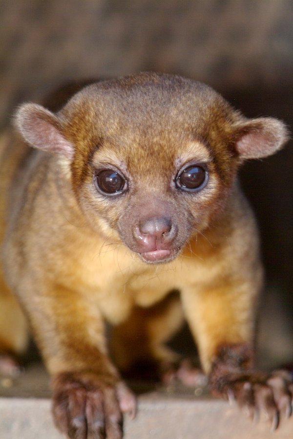 Kinkajou