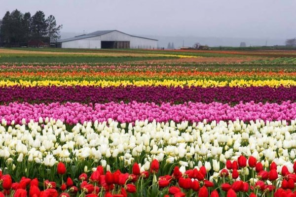 Skagit Valley Tulip Fields, Washington