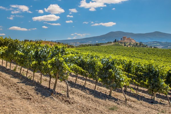 vineyard, field, agriculture, tree, wine,