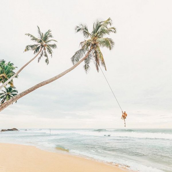 tree, palm family, coast, sea, sand,