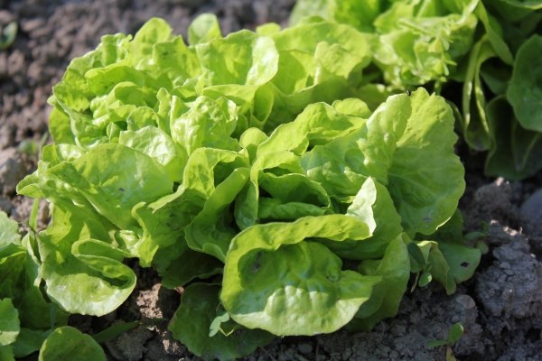 Boston Lettuce