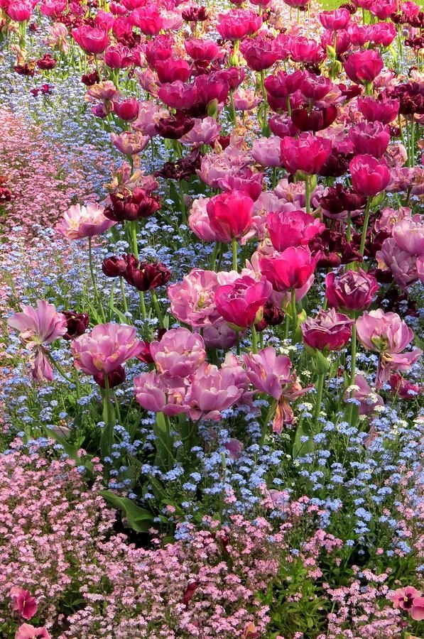 Tulips and Forget-me-nots