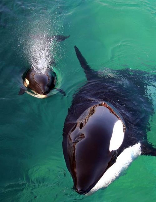 Killer Whale