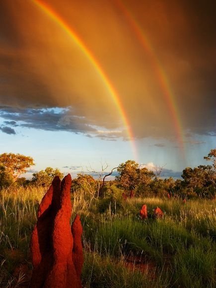 Termite Mounds in Australia's Grasslands