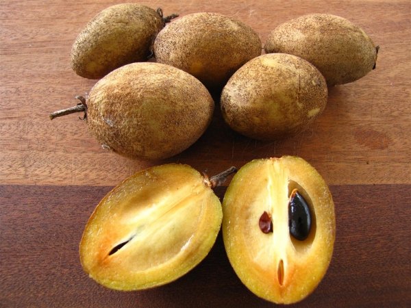 Sapodilla