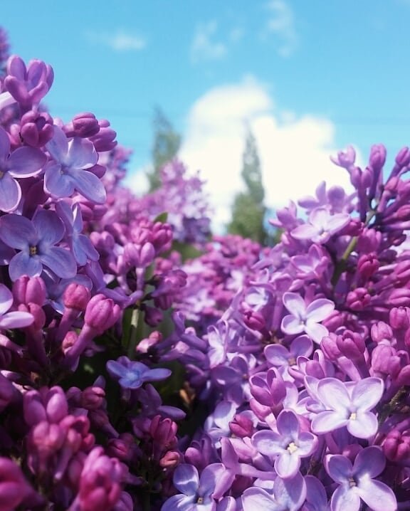 flower, lilac, purple, plant, flowering plant,