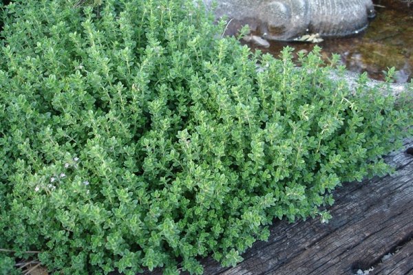 Thyme