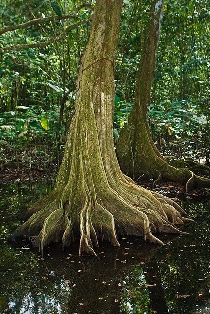 Corcovado National Park, Costa Rica