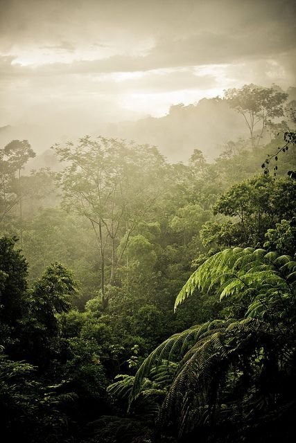 Cloud Forest, Costa Rica