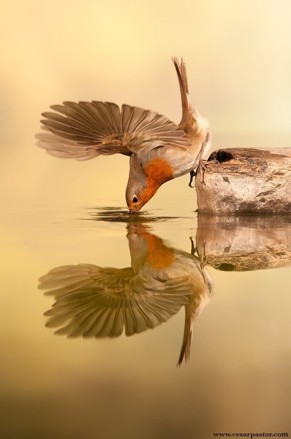 European Robin Drinking