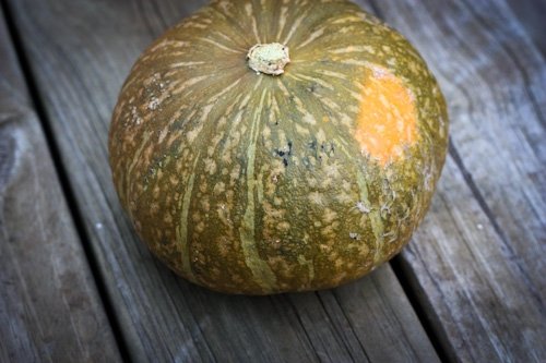 Kabocha Squash