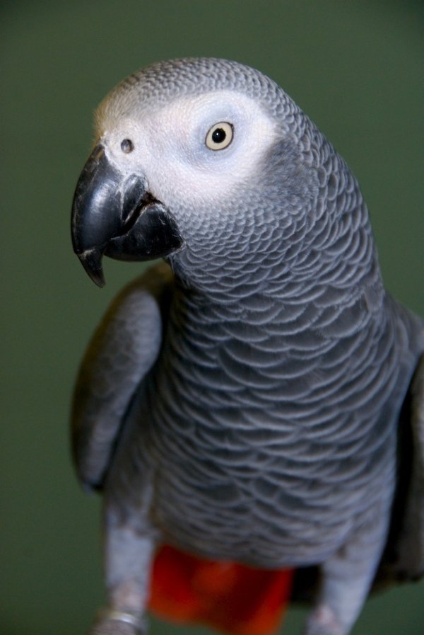 Grey Parrot